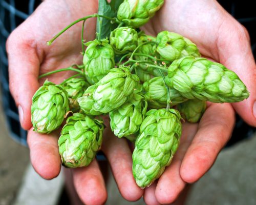Humle Helsingborgs Bryggeri